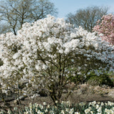 Green boutiQ - Heesters -Magnolia Stellata- Bloem Wit- 1 Plant - Bladverliezend - Weinig Onderhoud - Pot 17cm Hoogte 45cm