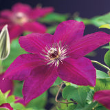 Green boutiQ - Klimplant - Clematis Westerplatte - Bloem Rood - Weinig onderhoud -2 planten -Pot 11cm Hoogte 40cm
