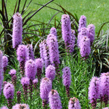 60x Liatris spicata - ↕10-25cm - Ø9cm