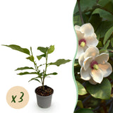 Green boutiQ - Tuinplant - Magnolia sieboldii - Bloem Wit-Rood - 3 Planten - Bladverliezend - Weinig Onderhoud -Pot 12cm Hoogte 30cm