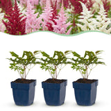 Green boutiQ - Vasteplant - Astilbe Tricolour - Pluimspirea - Schaduw - Paars - Roze - Wit - 6 Planten - Pot 11cm - Hoogte 15-25cm