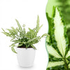 Green boutiQ - Kamerplant - Pteris cretica Albolineata - Lintvaren - Huisdiervriendelijke Plant - Groen - 1 Plant - met Potter Wit - Pot 12cm - Hoogte 20cm