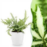 Green boutiQ - Kamerplant - Pteris cretica Albolineata - Lintvaren - Huisdiervriendelijke Plant - Groen - 1 Plant - met Potter Wit - Pot 12cm - Hoogte 20cm