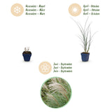 Green boutiQ - Grassen - Miscanthus sin. Gracillimus - Pampusgras - Met Pluim - Groen - 12 Planten - Pot 11cm - Hoogte 15-25cm