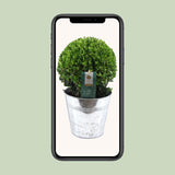 Ilex Crenata 'Jenny'® Ball Ø20cm P17 In Zinc Old-Look - Ø19cm - ↕40cm