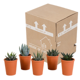 Gasteria/Haworthia mix 5,5cm - 5x - in terracotta pot