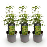 Green boutiQ - Tuinplant - Acer palmatum Seiryu - Groen 3 Planten - Bladverliezend - Weinig Onderhoud- Pot 12cm Hoogte 35cm