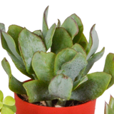Vetplanten mix 5.5 cm - 5x - in gekleurde plasticpot