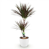 Green BoutiQ - Kamerplanten - Dracaena Magenta - Drakenbloedboom - Weinig onderhoud - Groen - 1 Plant - met Potter Wit - Pot 21cm - Hoogte 90-100cm
