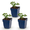 Green boutiQ - Vasteplant - Geranium sang. Album - Ooievaarsbek - Bodembedekkend - Wit - 3 Planten - Pot 11cm - Hoogte 15-25cm