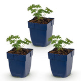 Green boutiQ - Vasteplant - Geranium sang. Album - Ooievaarsbek - Bodembedekkend - Wit - 3 Planten - Pot 11cm - Hoogte 15-25cm