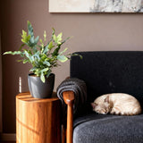 Green boutiQ - Kamerplant - Phlebodium aureum Blue Star - Blauwe Varen - Huisdiervriendelijke Plant - Blauw - 2 Planten - met Potter Grijs - Pot 12cm - Hoogte 25cm