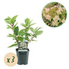 Green boutiQ - Pluim Hortensia - Hydrangea panniculata Wims Red - Bloem Wit Rood- 3 Planten - 1 m2 - Bladverliezend - Grote Bloemen - Pot 17cm Hoogte 50cm