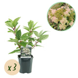 Green boutiQ - Pluim Hortensia - Hydrangea panniculata Wims Red - Bloem Wit Rood- 3 Planten - 1 m2 - Bladverliezend - Grote Bloemen - Pot 17cm Hoogte 50cm