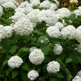 Green boutiQ - Tuinplant - Hydrangea arborescens Annabelle - Hortensia - Winterhard - Wit - 1 Plant - Pot 12cm - Hoogte Hoogte 20-30cm