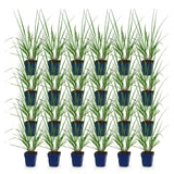 Green boutiQ - Grassen - Pennisetum alop. Black Beauty - Lampenpoetsergras - Met Pluim - Groen - 24 Planten - Pot 11cm - Hoogte 15-25cm
