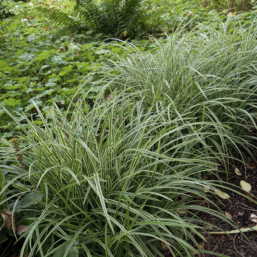 Carex morrowii 'Ice Dance' – 6 planten · pot Ø9 cm · 10-25 cm hoog (foto 6)