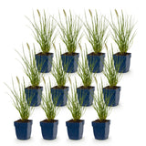 Green boutiQ - Grassen - Pennisetum alop. Little Bunny - Lampenpoetsergras - Met Pluim - Groen - 12 Planten - Pot 11cm - Hoogte 15-25cm