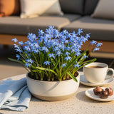Green boutiQ - Bloembollen - Scilla Siberica - Kleur Paars - 50 stuks - Bolmaat 7/8 - XXL Pack