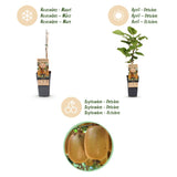 Green boutiQ - Fruitplant - Actinidia Weiki & Hayward - Kiwiplant - 1 Mannelijke - 1 Vrouwelijke - Planten - Groen - Pot 15cm - Hoogte 50cm
