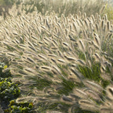 48x Pennisetum alopecuroides 'Hameln' - ↕10-25cm - Ø9cm