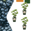 3 x Biologische bramenplanten - Ø 13 cm - ↨ 20 cm