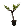Druivenboom (Vitis Vinifera) stam vertakt - 200cm - ø35