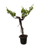 Druivenboom (Vitis Vinifera) stam vertakt - 200cm - ø35