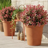 Green boutiQ - Tuinplant - Leucothoe Colour Diamond - Bont - 1 Plant - Groenblijvend - Weinig Onderhoud - Pot 17cm Hoogte 45cm