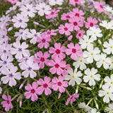 Green boutiQ - Vasteplant - Phlox Tricolour - Vlambloem - Bodembedekkend - Paars - Roze - Wit - 24 Planten - Pot 11cm - Hoogte 15-25cm