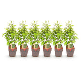 Green boutiQ - Haagplanten - Carpinus betulus -blad groen - 6 planten - 1 strekkende meter - bladverliezend - pot 17cm hoogte 55cm