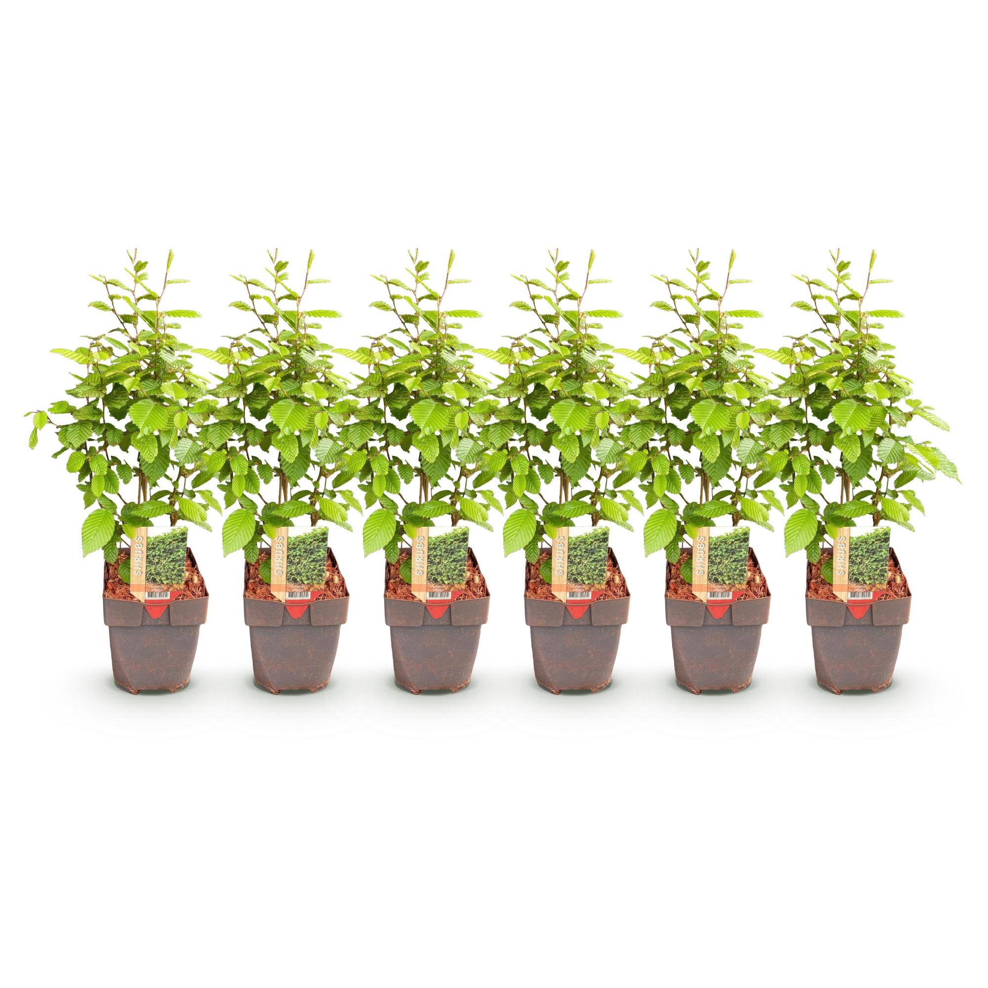 Green boutiQ - Haagplanten - Carpinus betulus -blad groen - 6 planten - 1 strekkende meter - bladverliezend - pot 17cm hoogte 55cm