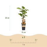 Green boutiQ - Fruitplant - Actinidia Weiki & Hayward - Kiwiplant - 1 Mannelijke - 3 Vrouwelijke - Planten - Groen - Pot 15cm - Hoogte 50cm
