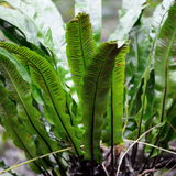 6x Asplenium scolopendrium - ↕10-25cm - Ø9cm