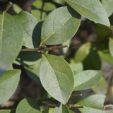 Green boutiQ - 8x Ligustrum ovalifolium - Gewone Liguster - Haagplanten - Groenblijvend - Groen - Pot 9cm - Hoogte 35-45cm