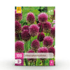 Green boutiQ - Bloembollen - Allium Sphaerocephalon - Kleur Paars - 100 stuks - Bolmaat 5/6 - XXL Pack