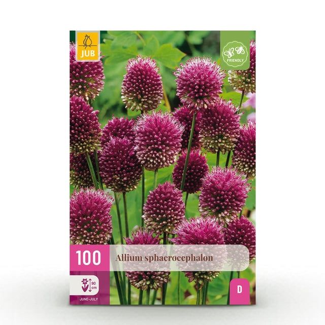 Alliumbollen Sphaerocephalon — paars, 100 stuks (bolmaat 5/6)