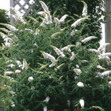 Green boutiQ - Tuinplant - Buddleja davidii White Profusion - Vlinderstruik - Winterhard - Wit - 1 Plant - Pot 17cm - Hoogte 45cm