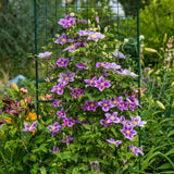 Green boutiQ - Klimplant - Clematis Piilu - Bloem Roze - Weinig onderhoud -2 planten -Pot 11cm Hoogte 40cm