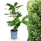 Green boutiQ - 16x Prunus laur. Rotundifolia - Laurierkers - Haagplanten - Groenblijvend - Groen - Pot 9cm - Hoogte 25-35cm