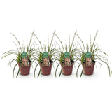 Green boutiQ - Siergrassen - Carex morrowii Ice Dance- Wit & Groen - 4 Planten - Bladhoudend - Weinig Onderhoud - Pot 17cm Hoogte 50cm