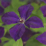 Green boutiQ - Klimplant - Clematis vit. Polish Spirit - Bloem Roze - Weinig onderhoud -2 planten -Pot 11cm Hoogte 40cm
