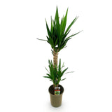 Green boutiQ - Kamerplant - Yucca elephantipes - Yucca - Weinig onderhoud - Groen - 1 - Pot 19cm - Hoogte 95cm