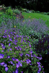 48x Geranium 'Johnson's Blue' - ↕10-25cm - Ø9cm