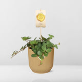 Peperomia ‘Hope’ in ELHO Vibes Fold 14cm geel