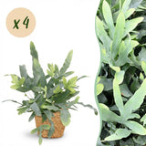 Green boutiQ - Kamerplant - Phlebodium aureum Blue Star - Blauwe Varen - Huisdiervriendelijke Plant - Blauw - 4 Planten - met Mand - Pot 12cm - Hoogte 25cm