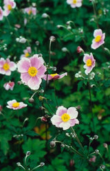 48x Anemone tom. 'Robustissima' - ↕10-25cm - Ø9cm