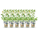 Green boutiQ - Fruitplanten - Blauwe Bes - Vaccinium corymbossum Bluecrop - Winterhard - 6 Planten - Pot 9 cm - Blauwe Bes