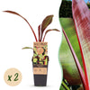 Green boutiQ - Fruitplant - Musa ensete Maurelli - Bananenboom - Winterhard - Rood-Groen - 2 Planten - Pot 15cm - Hoogte 50cm