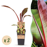 Green boutiQ - Fruitplant - Musa ensete Maurelli - Bananenboom - Winterhard - Rood-Groen - 2 Planten - Pot 15cm - Hoogte 50cm